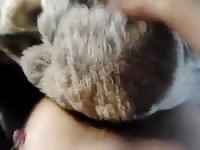 Teddy bear sex Gaybeast.com - Man and animal Porn