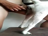 Thai boy fuck his wife Gaybeast - Dude fucks animal