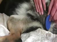 The yiff gallery play with my heat bitch