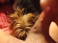This dog loves to please 2 Gaybeast - Dude and animal Sex