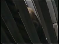 Tiger cock Gaybeast - Beastiality with Man