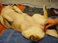 Toy and fuck bitch Gaybeast.com - Beastiality with Dude