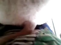 Two boys in pig orgy Gaybeast.com - Zoophilia Sex and Man