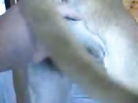 Un gran danes cojida Gaybeast - Zoophilia Man