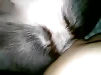 Una rica perra Gaybeast.com - Beastiality Man