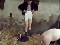 Vintage grandpa fucking a pig Gaybeast - Zoophilia Sex and Man