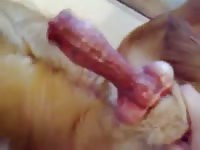 Wanking and being knotted Gaybeast.com - Zoophilia Man