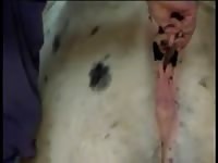 White mare 4 Gaybeast - Man fucks animal