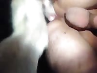 White shepherd fucks guy Gaybeast.com - Zoophilia Sex and Man