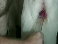 Wildmountainwolf pup s in heat part 2 hq_1080p