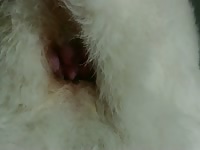 Wildmountainwolf stud creampie_1080p