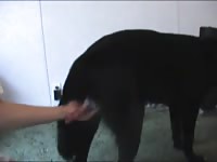 Wolfdog1 Gaybeast - Beastiality with Man