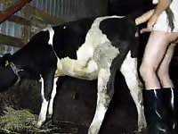 Xxx Gaybeast - Animal Porn Man