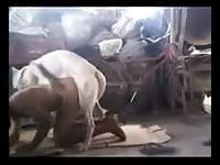 Young dude and dog fuck Gaybeast - Beastiality with Dude