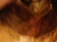 Young guy fucks a male pitbull Gaybeast - Beastiality with Dude