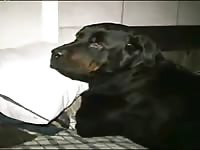 Young man fucks dog ass Gaybeast - Animal Sex Man