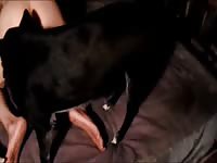 Max rimming me licking my balls cock 3a Gaybeast - Bestiality Porn video with man