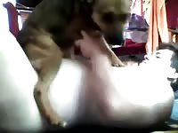 Me female dog humps me Gaybeast - Beastiality with Dude