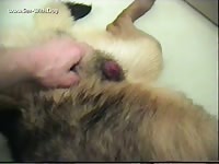Me jacking a male shepchow mix movie blackwolf86 german shepherd male shepherd chow mix