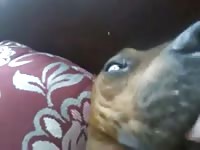 Me sensual pitbull Gaybeast - Beastiality Man