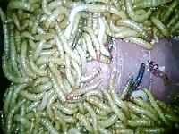 Meal worms Gaybeast - Zoophilia Sex and Man