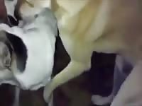 Men bitch orgy Gaybeast.com - Bestiality Sex video with man