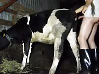 Men fuck cow Gaybeast.com - Zoophilia Sex and Man