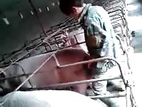 Men fuck pig