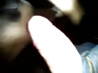 Men fuck pony mini mare Gaybeast - Beastiality with Man