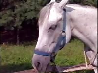 Men goat and mare fuck orgy
