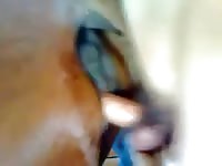 Men have sex with horses compilation 2 petlust mare fuck