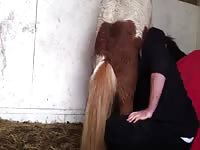 Men pony suck Gaybeast.com - Man fucks animal