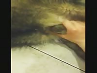 Messin around with the gsd Gaybeast - Man and animal Sex