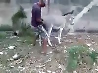 Mi burra le gusta que le den Gaybeast.com - Dude fucks animal