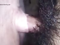 Mi chica rica Gaybeast - Beastiality Man