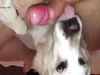 More training Gaybeast.com - Beastiality Man