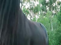 Morning ritual Gaybeast.com - Man fucks animal