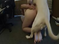 Mounted by golden lab part 1 Gaybeast.com - Animal Porn Man