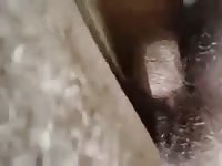 Mulas Gaybeast - Zoophilia Porn and Man