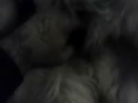 My bitch Gaybeast - Man fucks animal