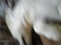 My bitch madison Gaybeast.com - Animal Porn Man