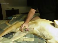 My boy 1 Gaybeast - Bestiality Porn video with man