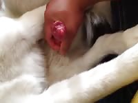 My boys cock cuming on me Gaybeast - Dude fucks animal