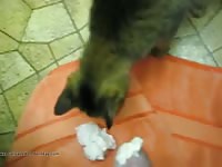 My cat Gaybeast.com - Animal Porn Man