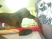 My dog tequel Gaybeast.com - Zoophilia Sex and Man