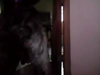 My first video 1 Gaybeast.com - Bestiality Sex video with man
