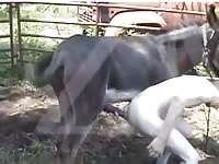 Pegando o cavalo do meu amigo Gaybeast - Dude and animal Sex