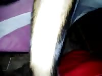 Perro y hombre Gaybeast.com - Zoophilia Man