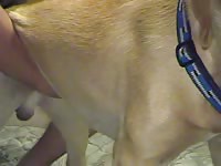 Petlust bottomdog men and animals
