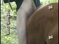Petlust men and mares 3 full zoo porn horse xxx beastiality